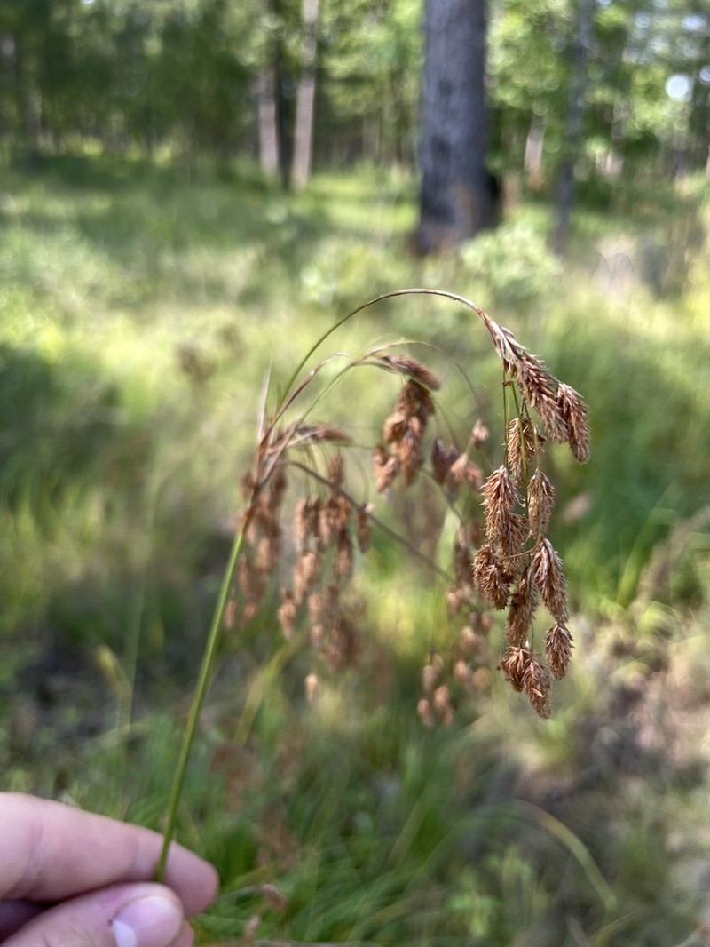 Drooping Bulrush photo 7