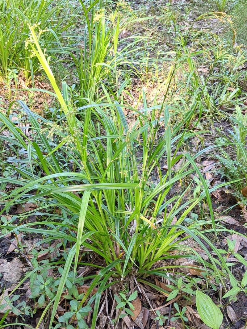 Drooping Bulrush photo 8