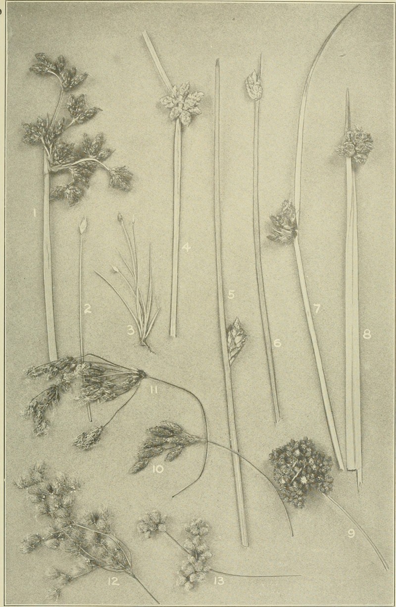 Drooping Bulrush photo 4