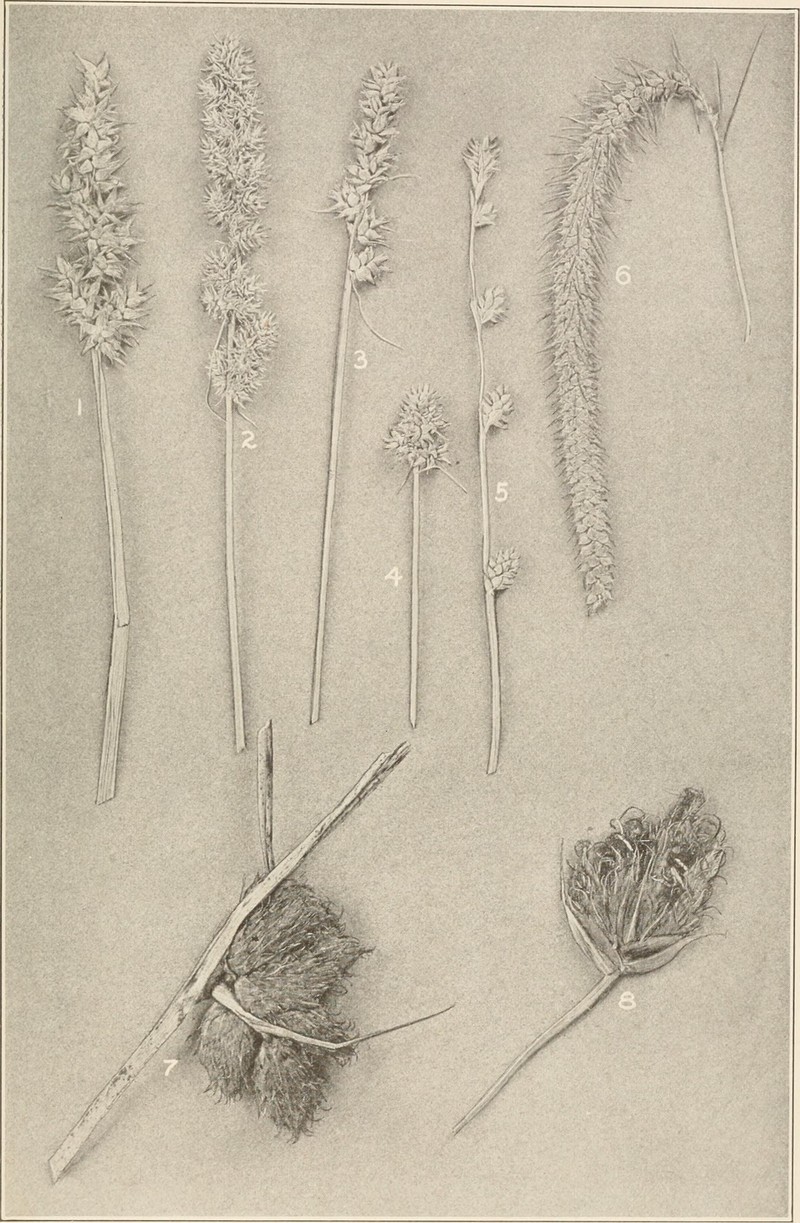 Drooping Bulrush photo 5