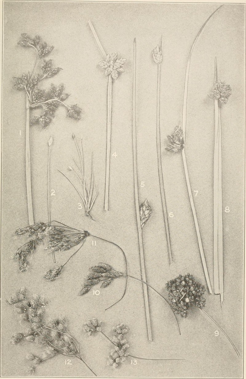 Drooping Bulrush photo 6