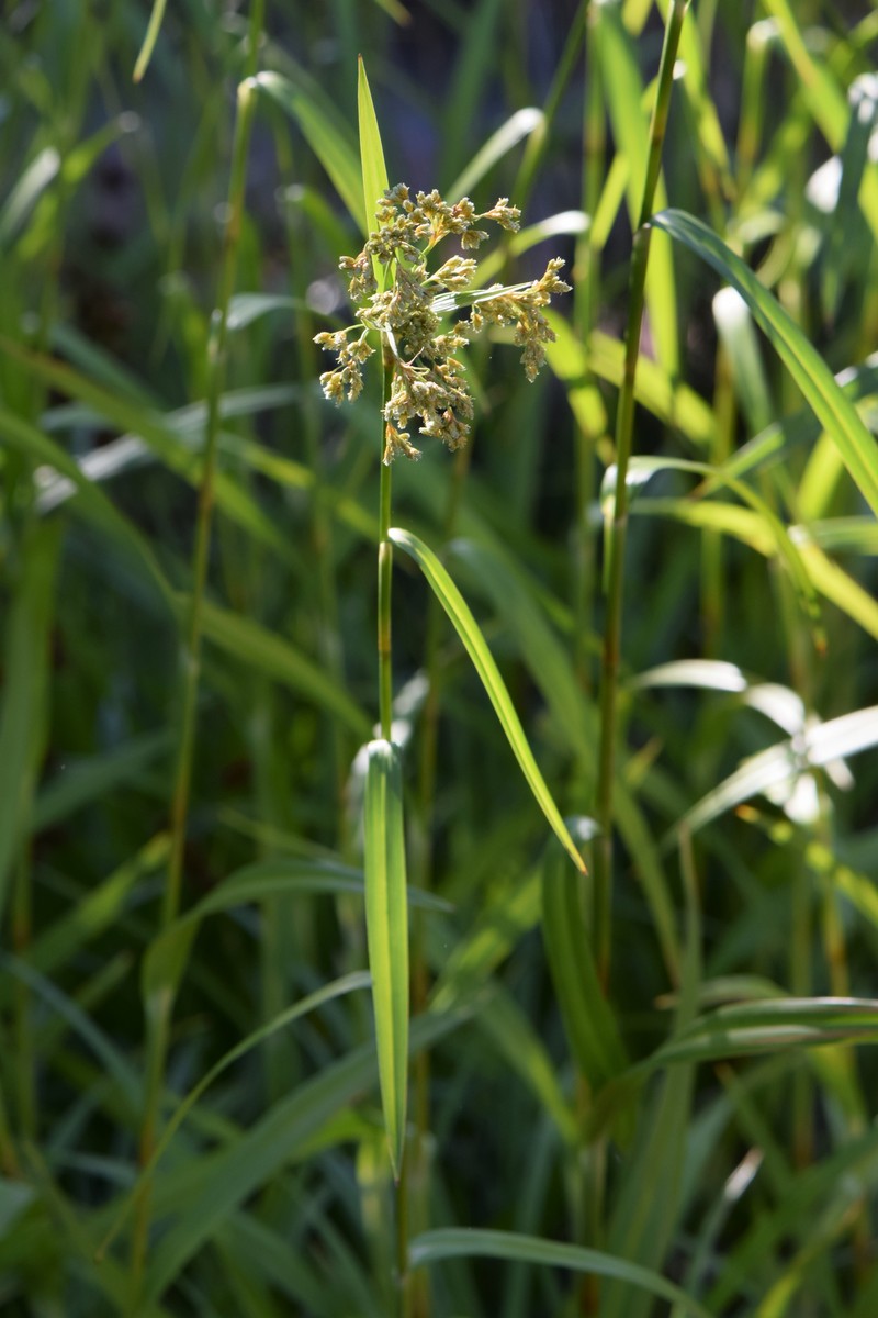 Drooping Bulrush