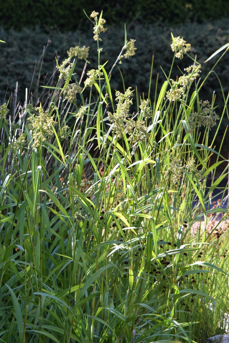 Drooping Bulrush photo 2