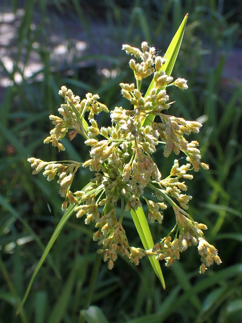Drooping Bulrush photo 3