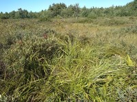 Long's Bulrush