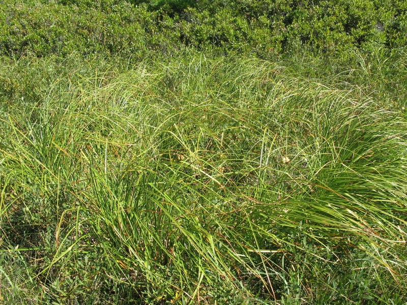 Long's Bulrush photo 2