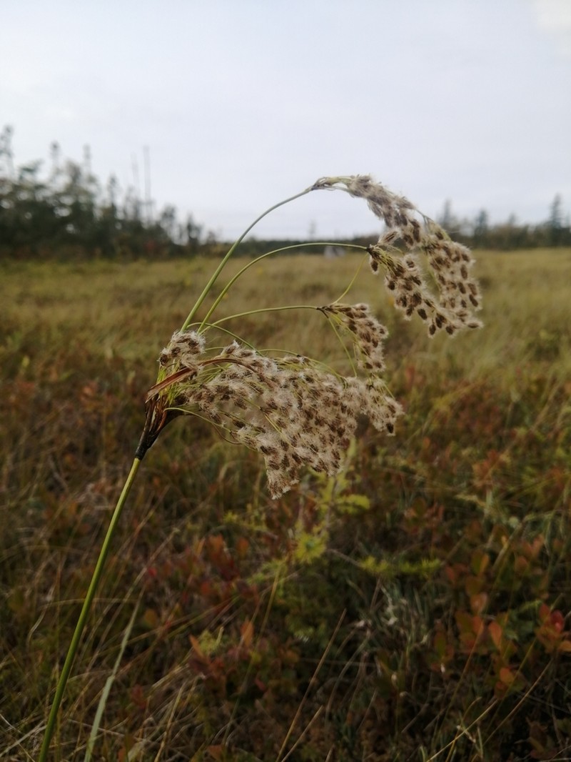 Long's Bulrush photo 3