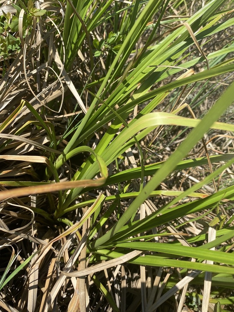 Long's Bulrush photo 4