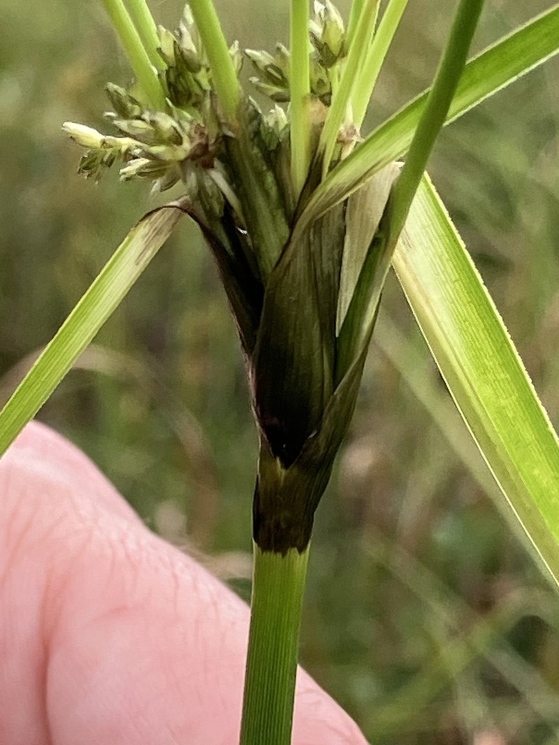 Long's Bulrush photo 5