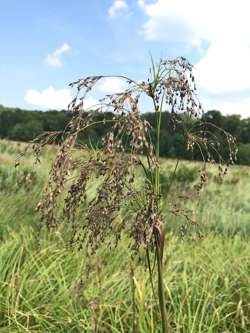 Long's Bulrush photo 6