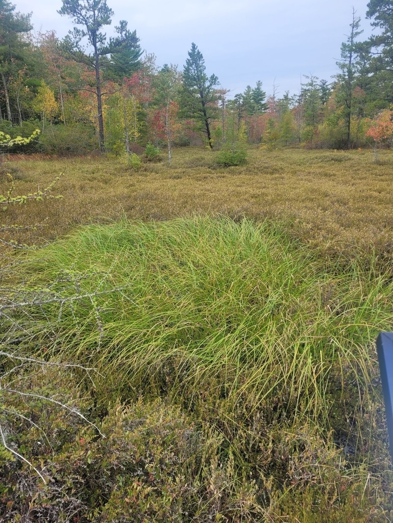 Long's Bulrush photo 7