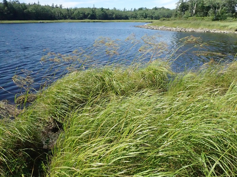Long's Bulrush photo 8