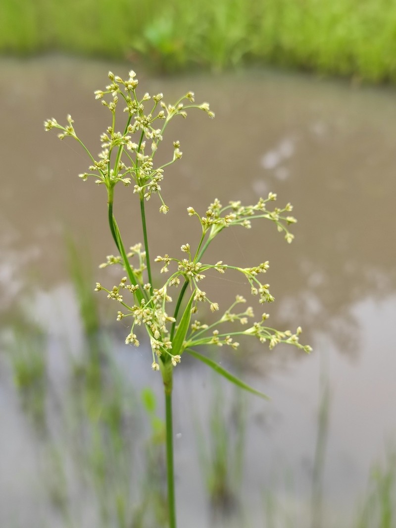 Scirpus lushanensis