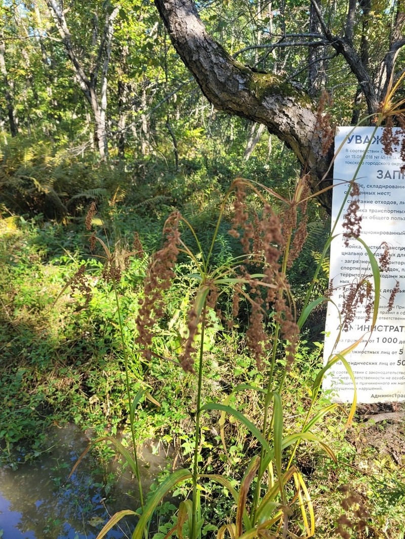 Scirpus lushanensis photo 2