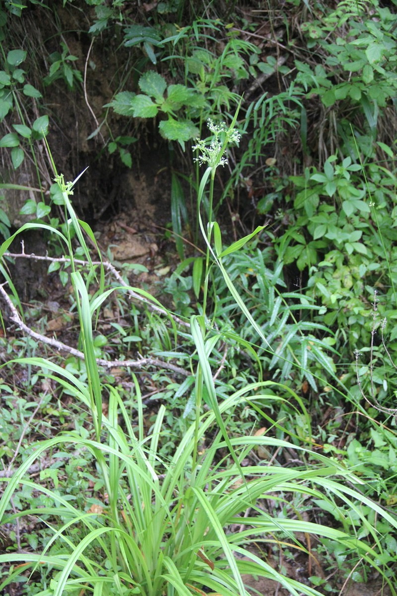 Scirpus lushanensis photo 3