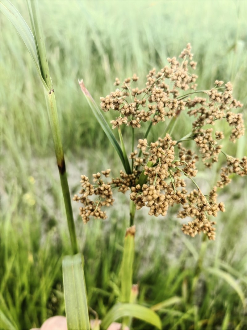 Scirpus lushanensis photo 4