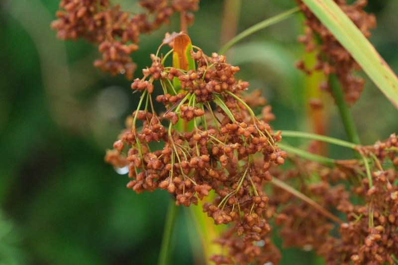 Scirpus lushanensis photo 5