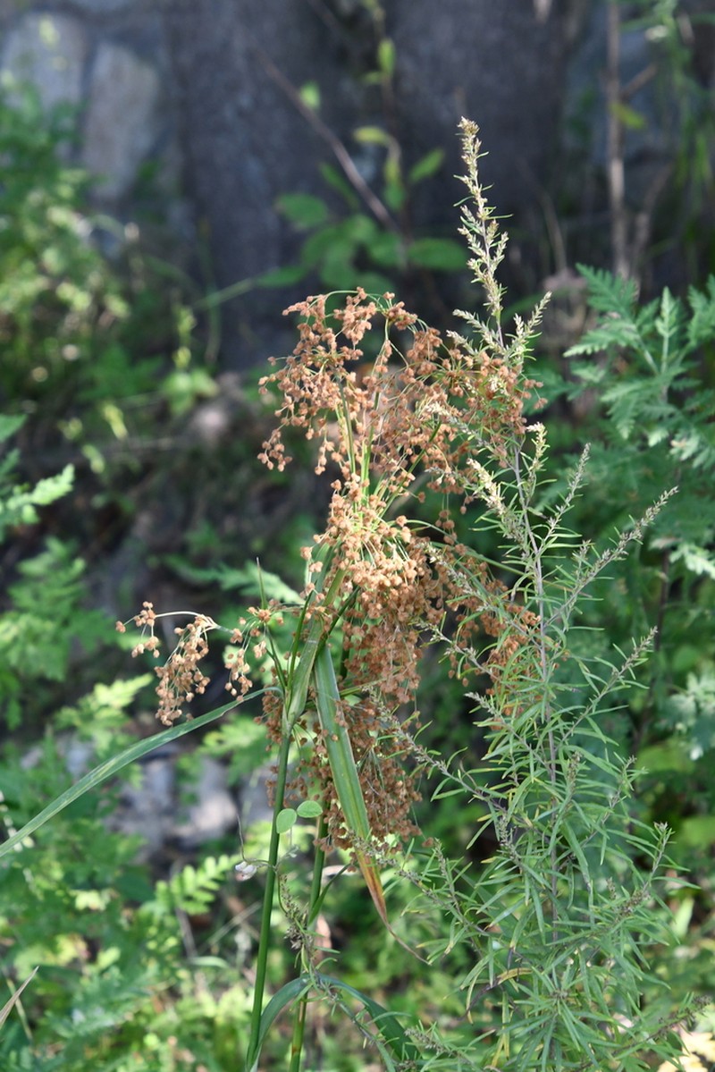 Scirpus lushanensis photo 6