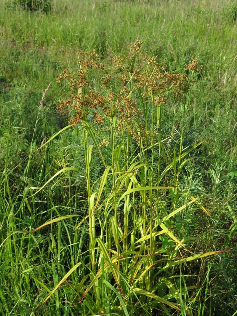 Scirpus lushanensis photo 7