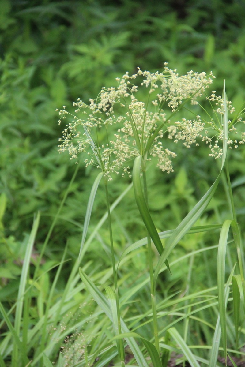 Scirpus lushanensis photo 8