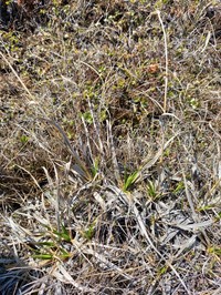 Scirpus maximowiczii