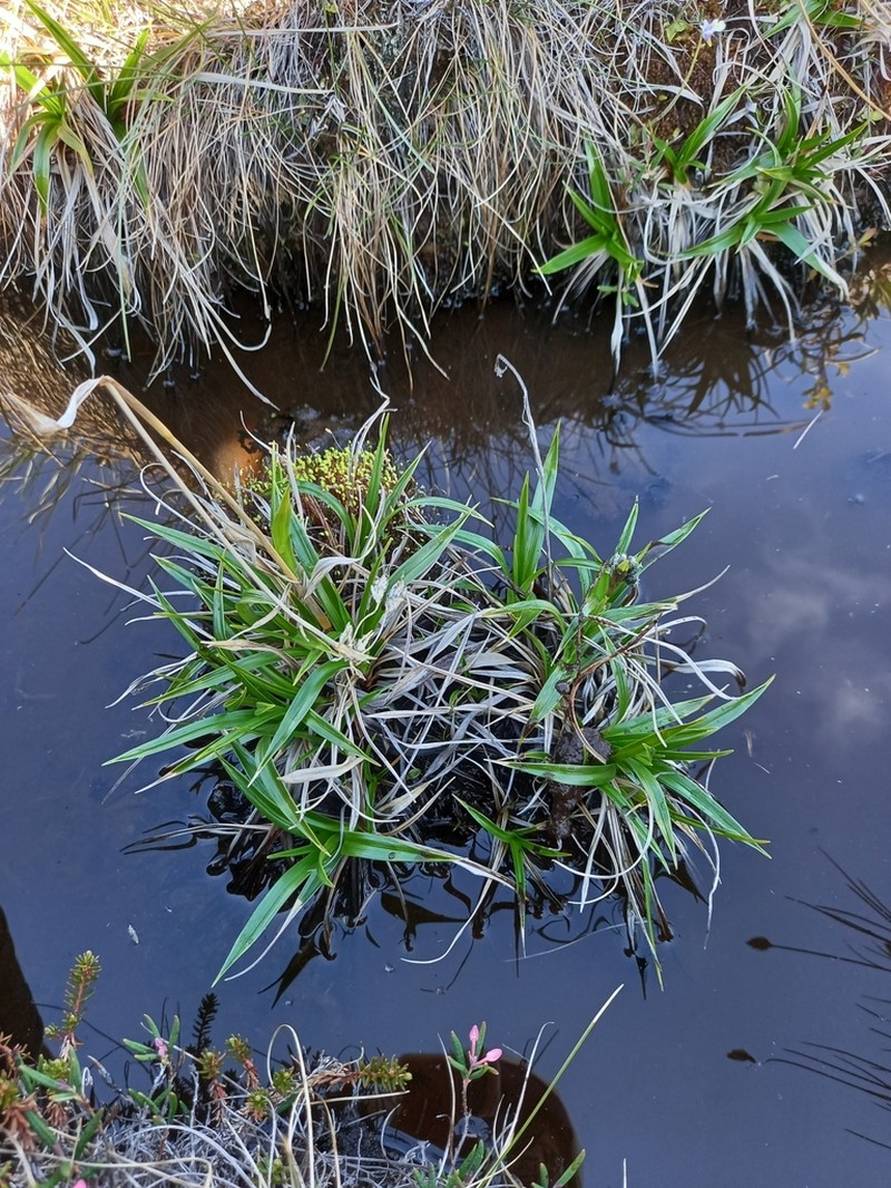 Scirpus maximowiczii photo 2