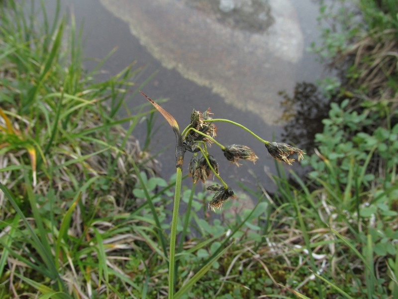 Scirpus maximowiczii photo 3