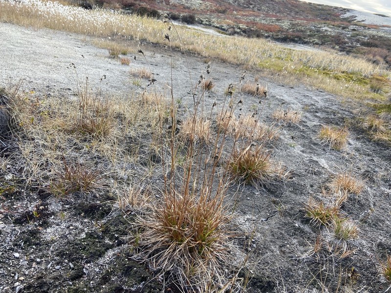 Scirpus maximowiczii photo 4