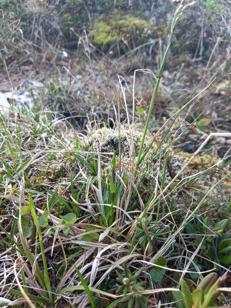 Scirpus maximowiczii photo 5