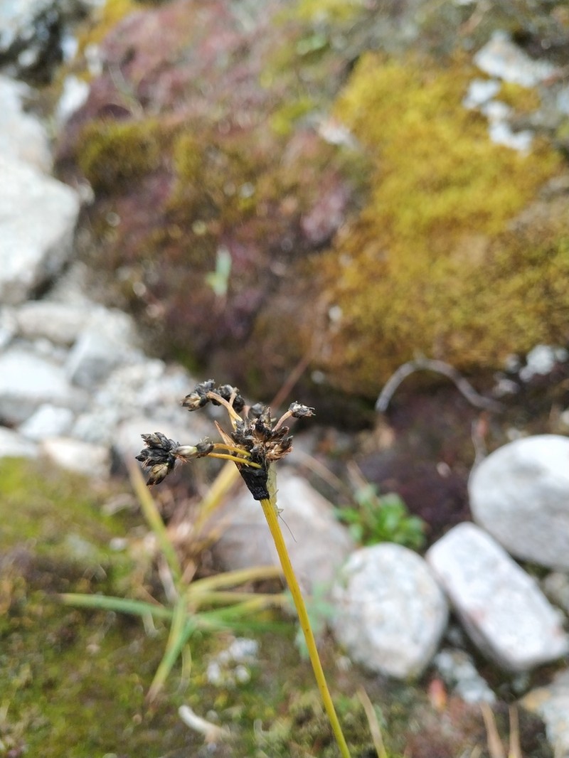 Scirpus maximowiczii photo 6