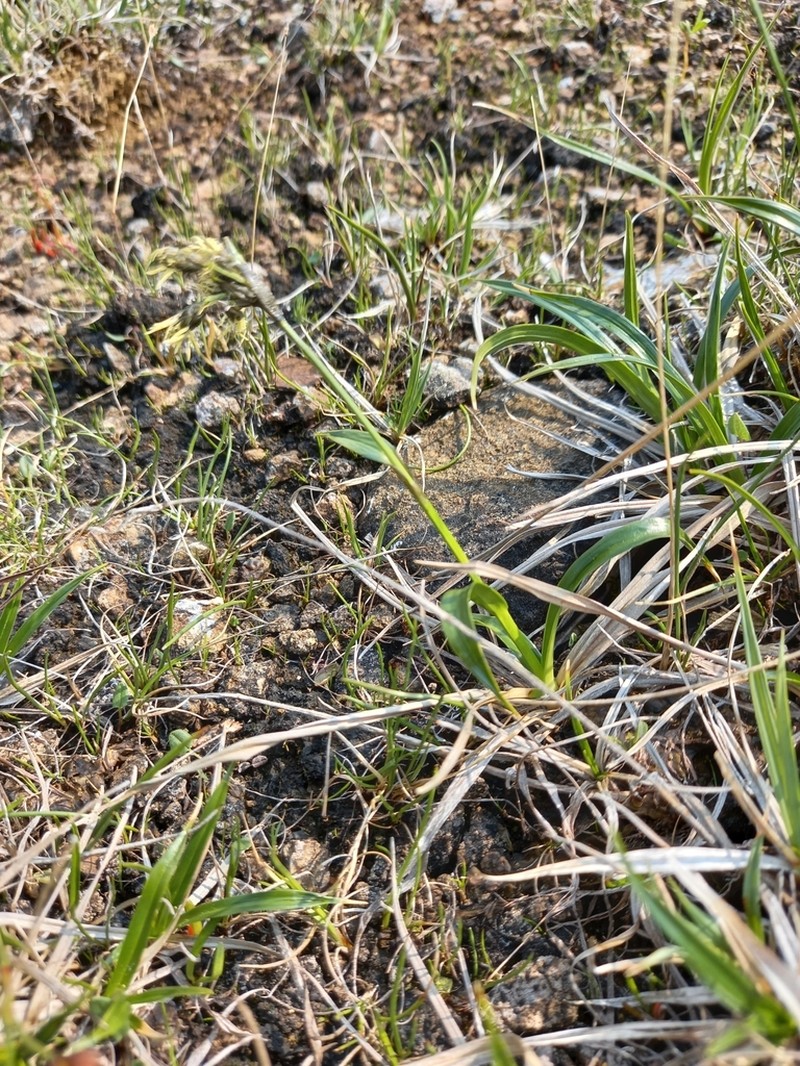 Scirpus maximowiczii photo 7