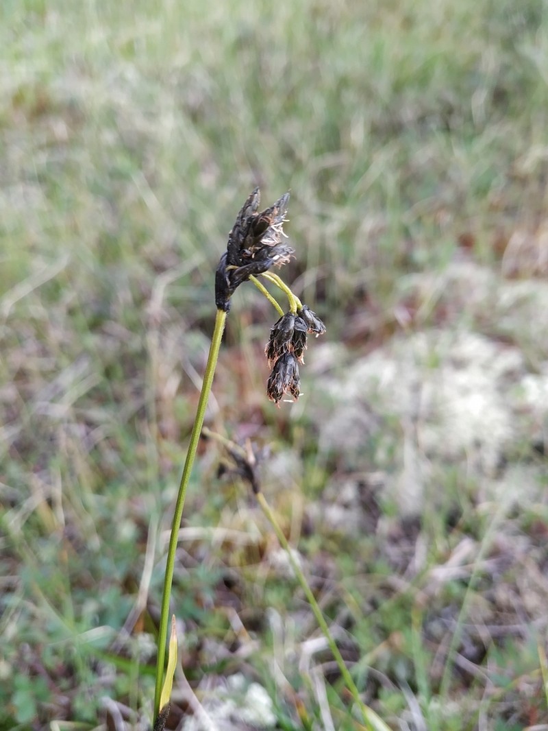 Scirpus maximowiczii photo 8