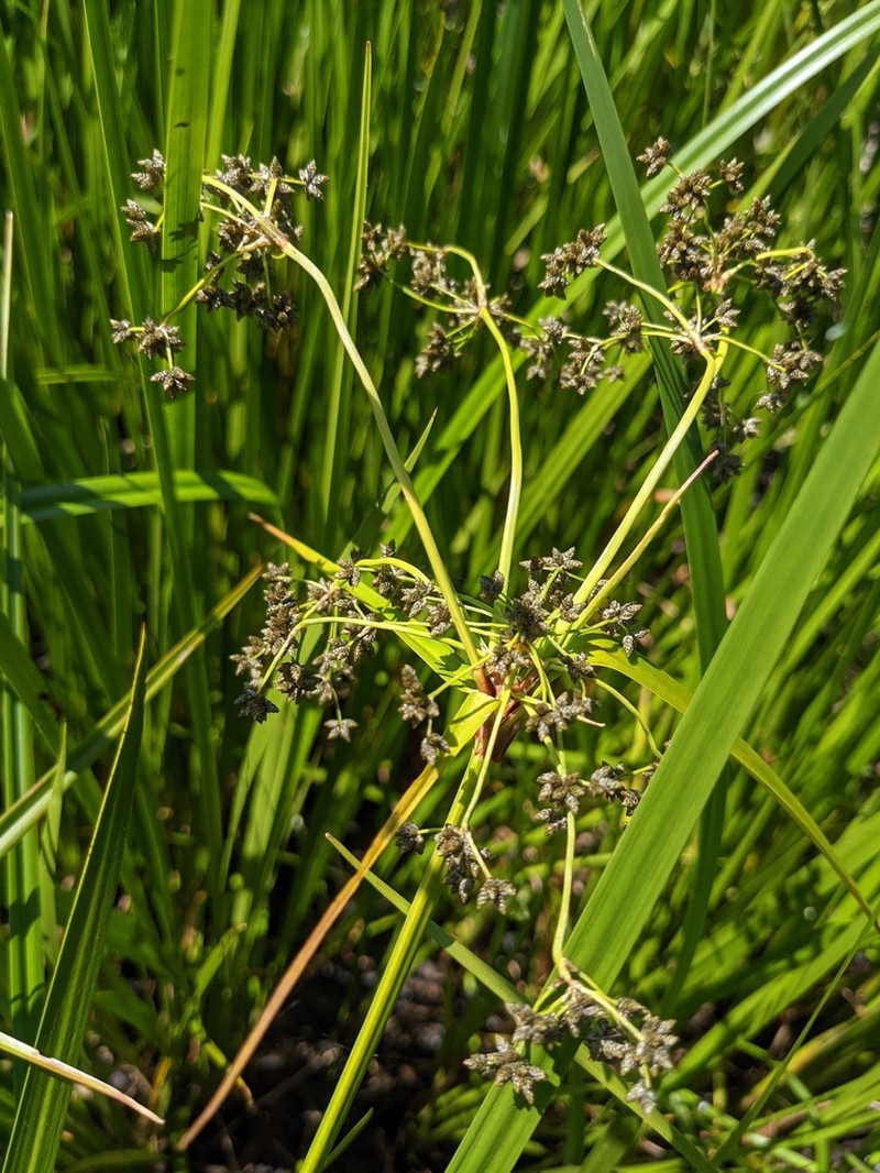 Panicled Bulrush photo 4