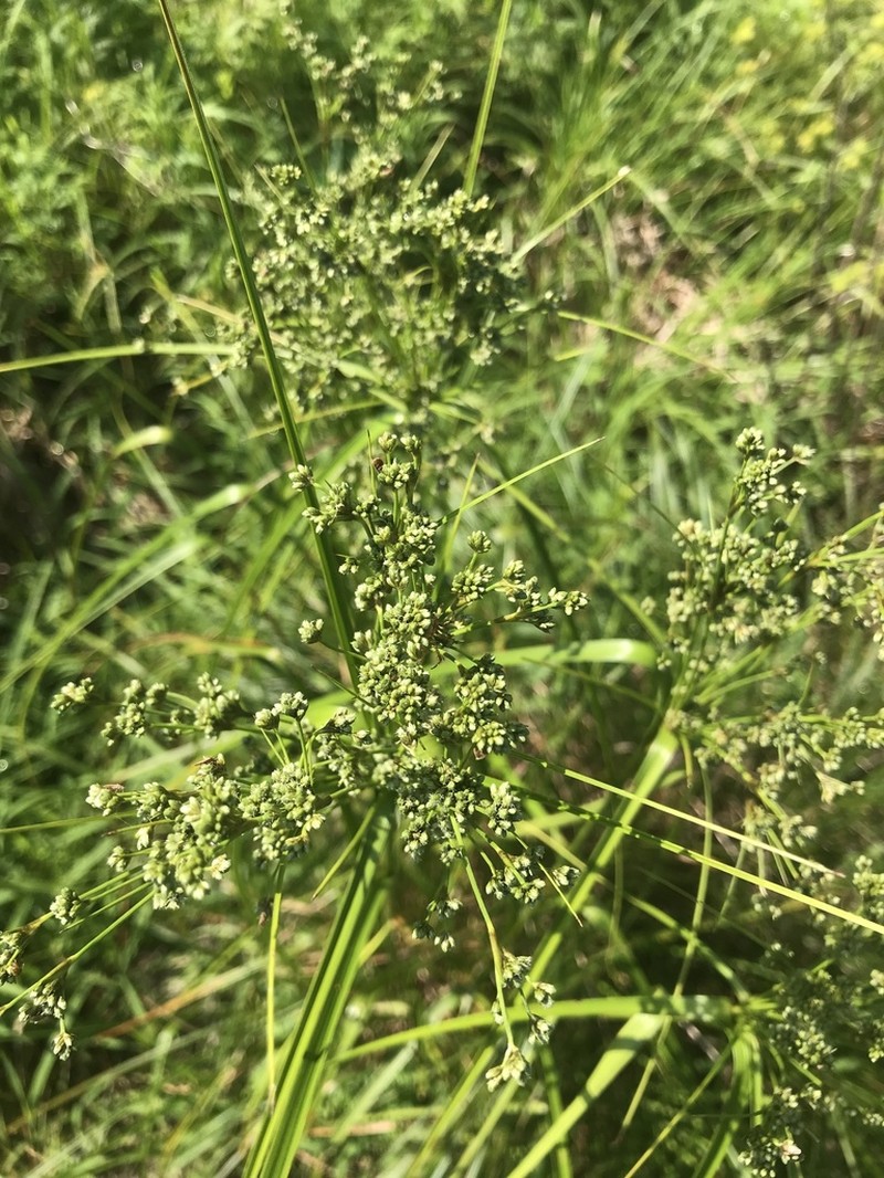 Panicled Bulrush photo 5