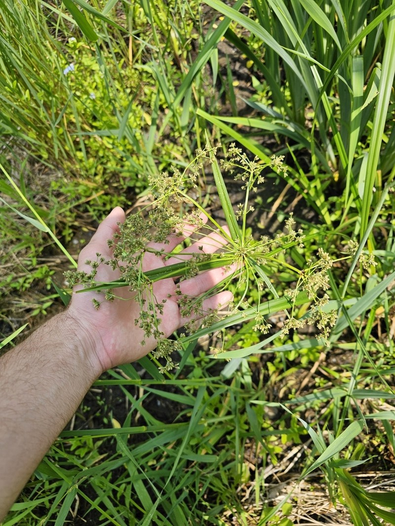 Panicled Bulrush photo 6
