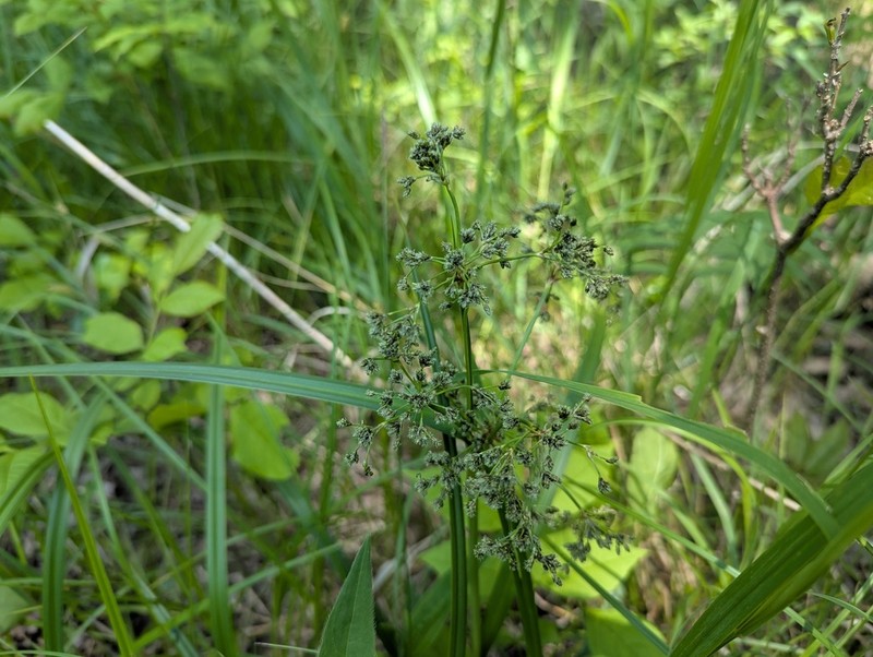 Panicled Bulrush photo 7