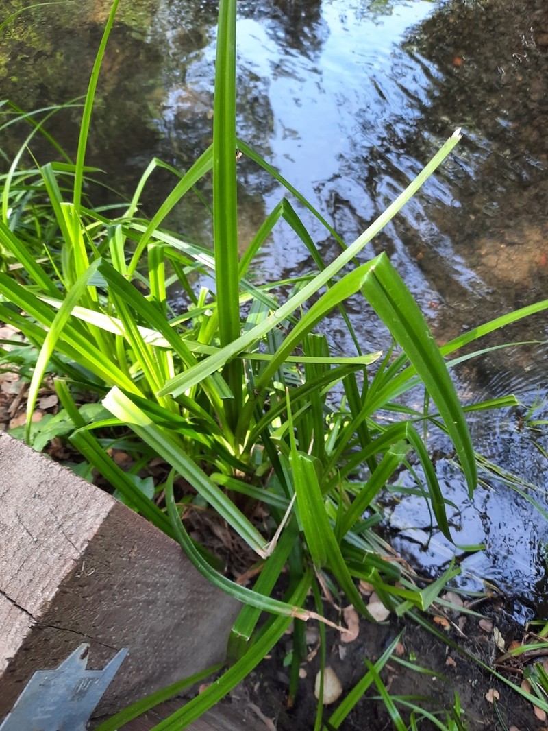 Panicled Bulrush photo 8