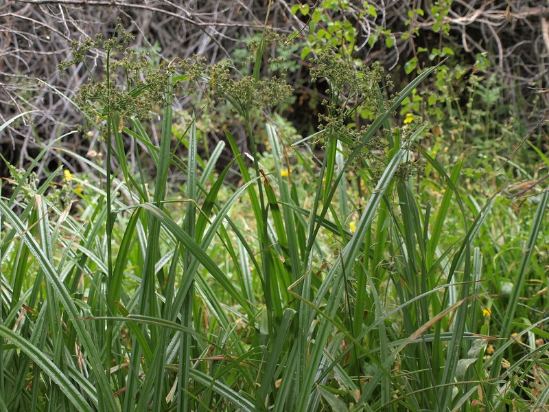 Panicled Bulrush photo 2