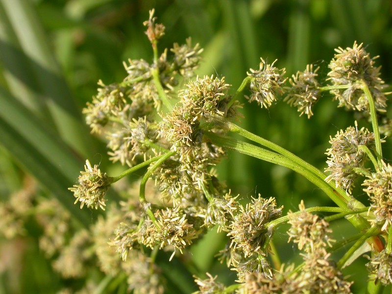 Panicled Bulrush photo 3
