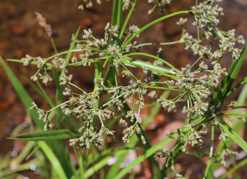 Panicled Bulrush photo 4