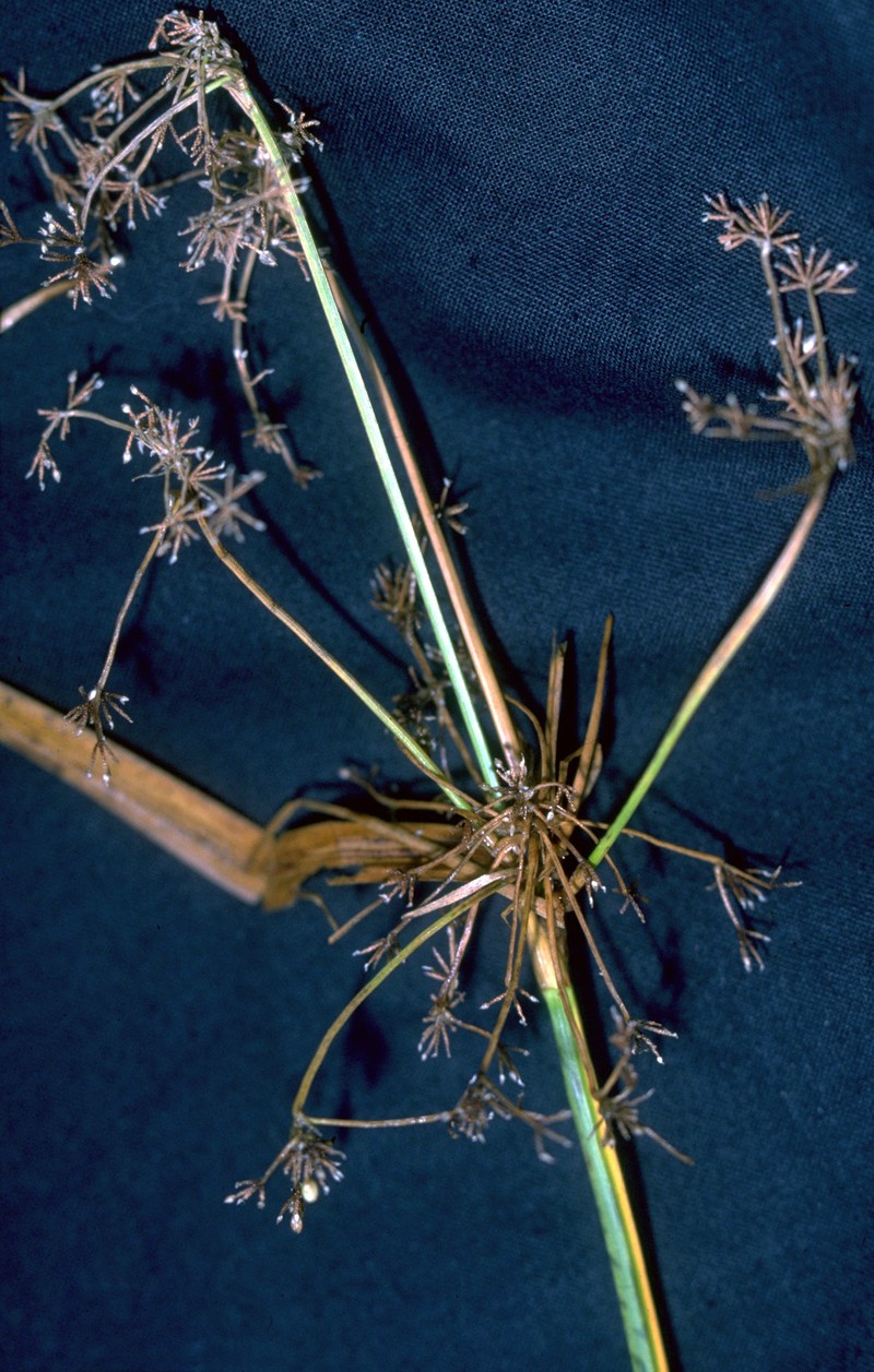 Panicled Bulrush photo 5