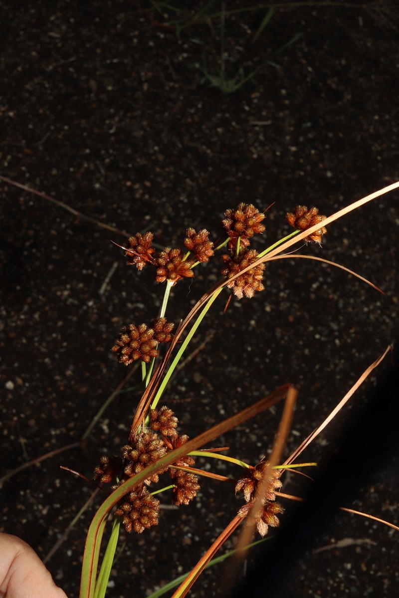 Scirpus mitsukurianus