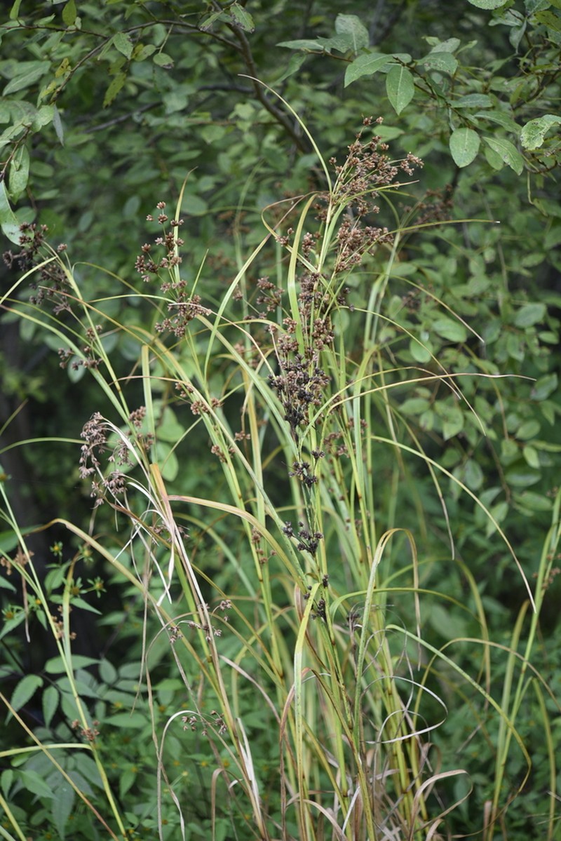 Scirpus mitsukurianus photo 2