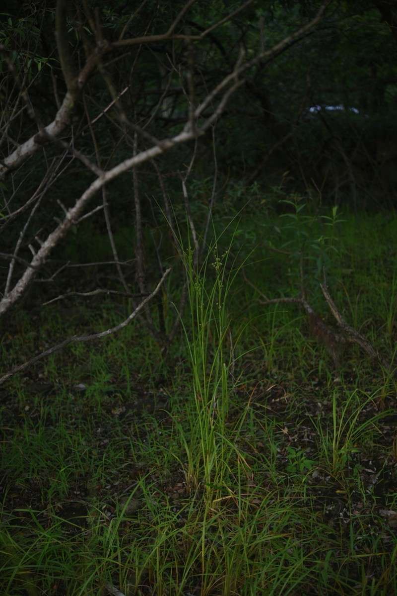 Scirpus mitsukurianus photo 3