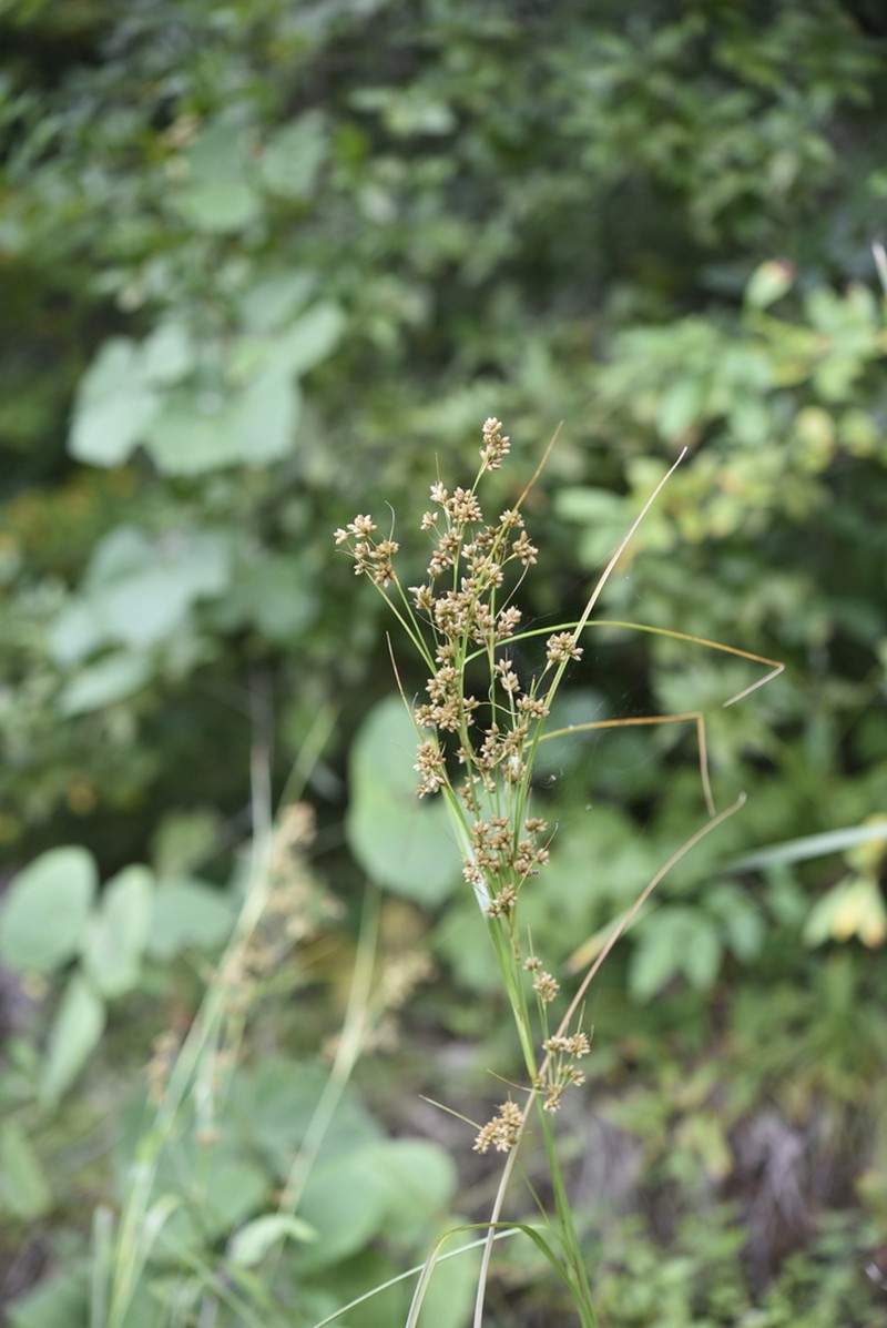 Scirpus mitsukurianus photo 4