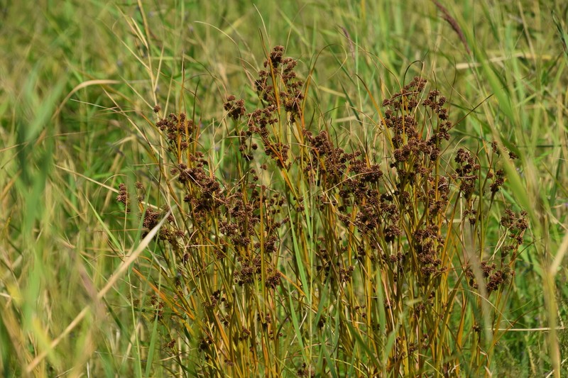Scirpus mitsukurianus photo 5