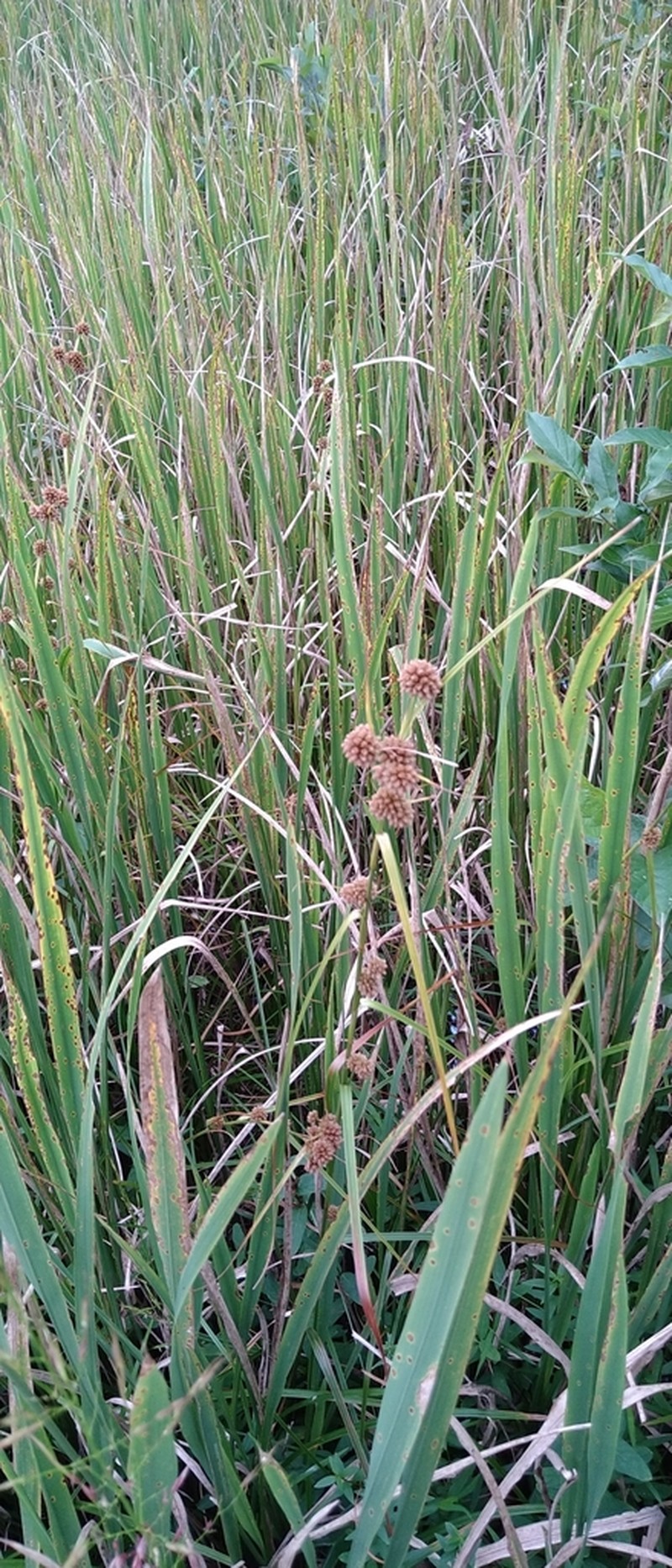 Scirpus mitsukurianus photo 6