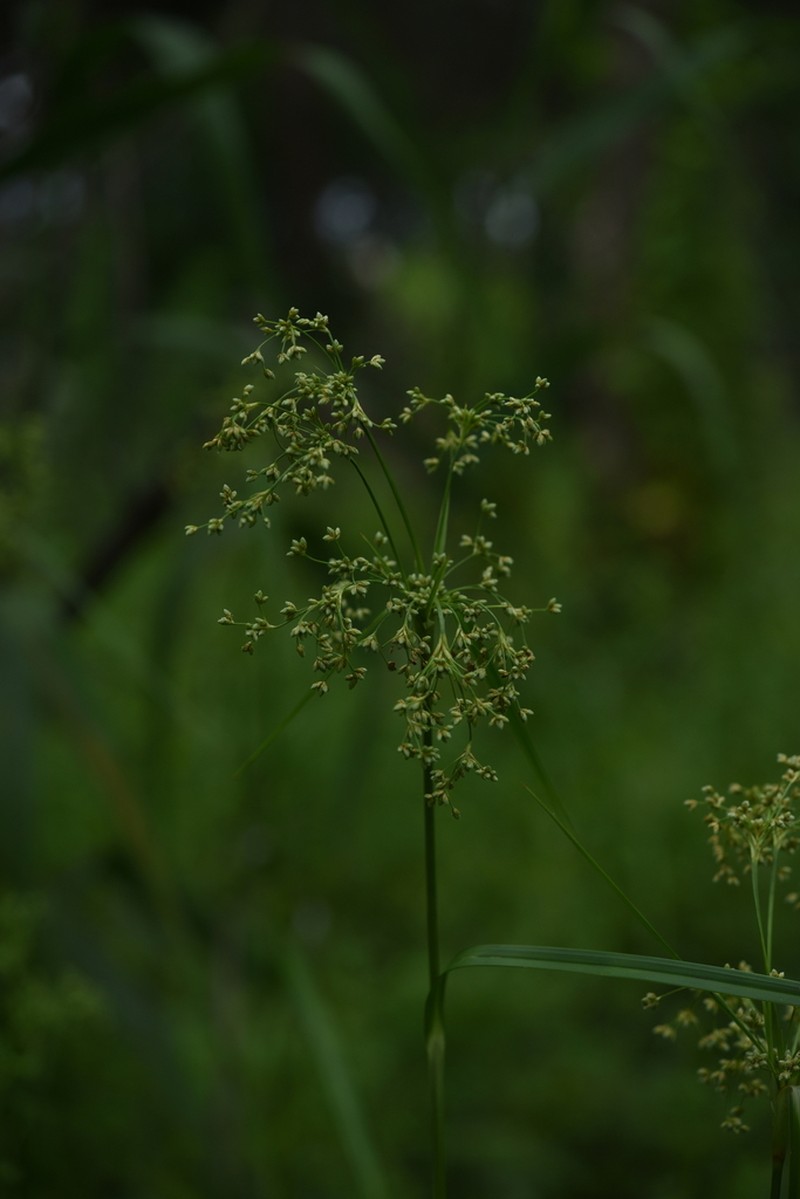 Scirpus mitsukurianus photo 7