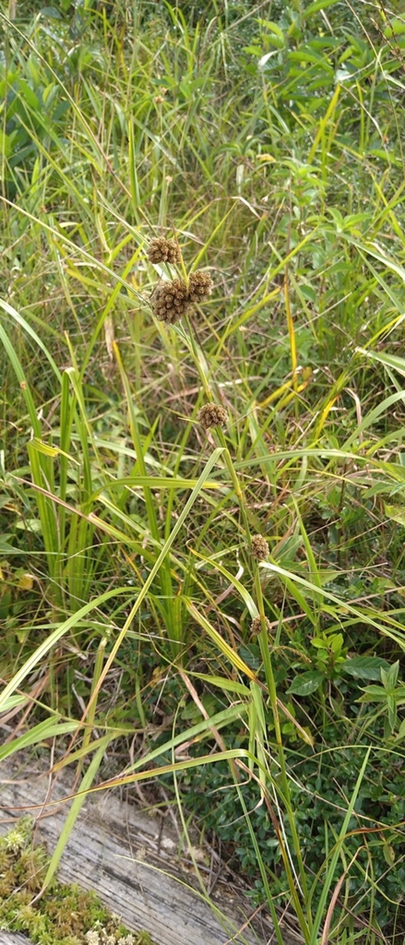 Scirpus mitsukurianus photo 8