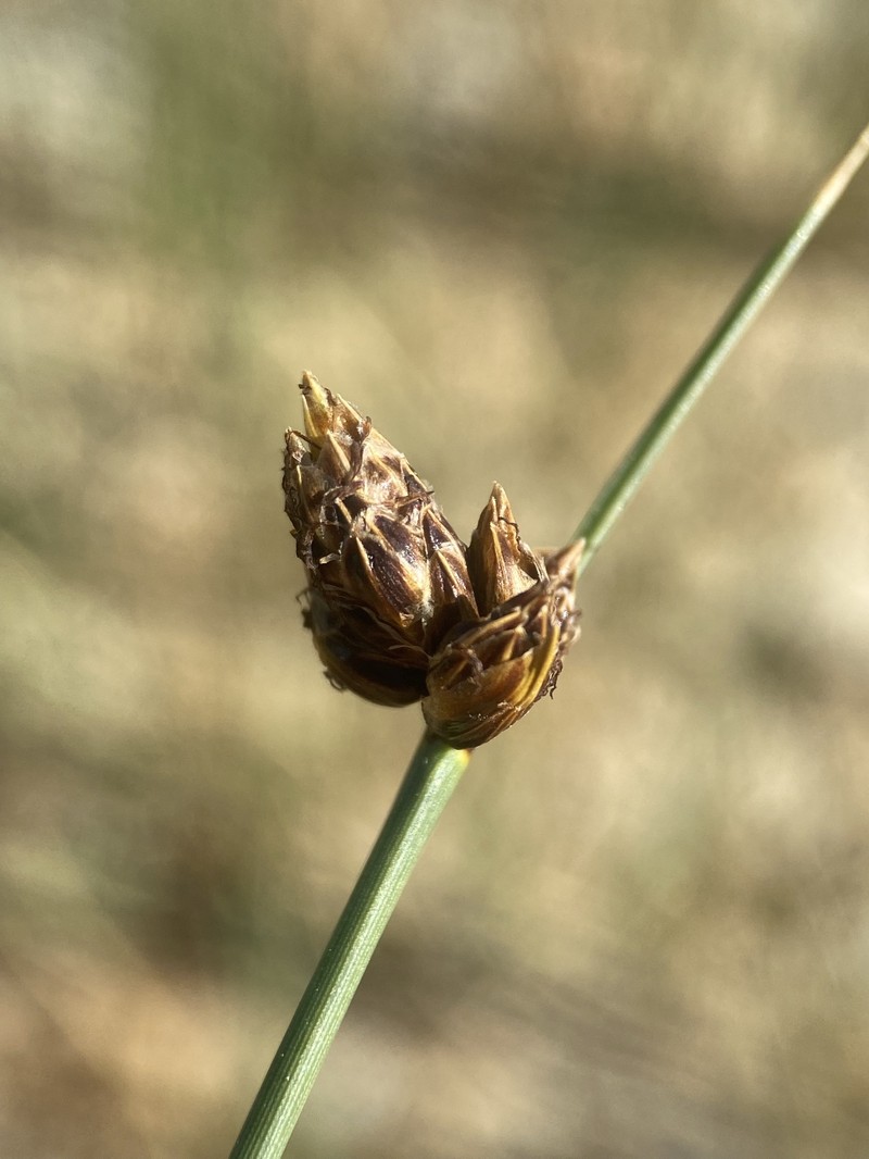 Nevada Bulrush photo 2